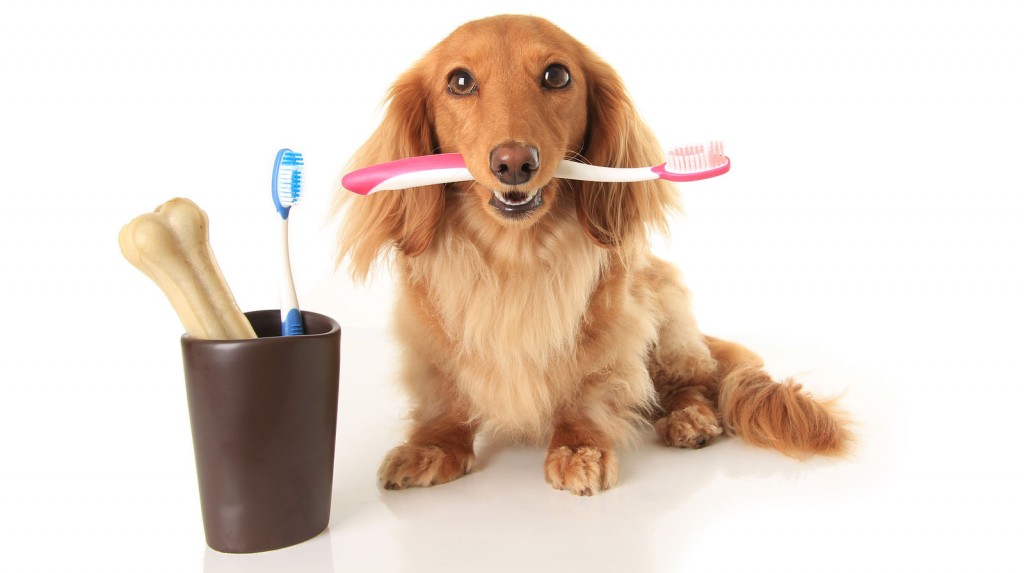 do animals have to brush their teeth